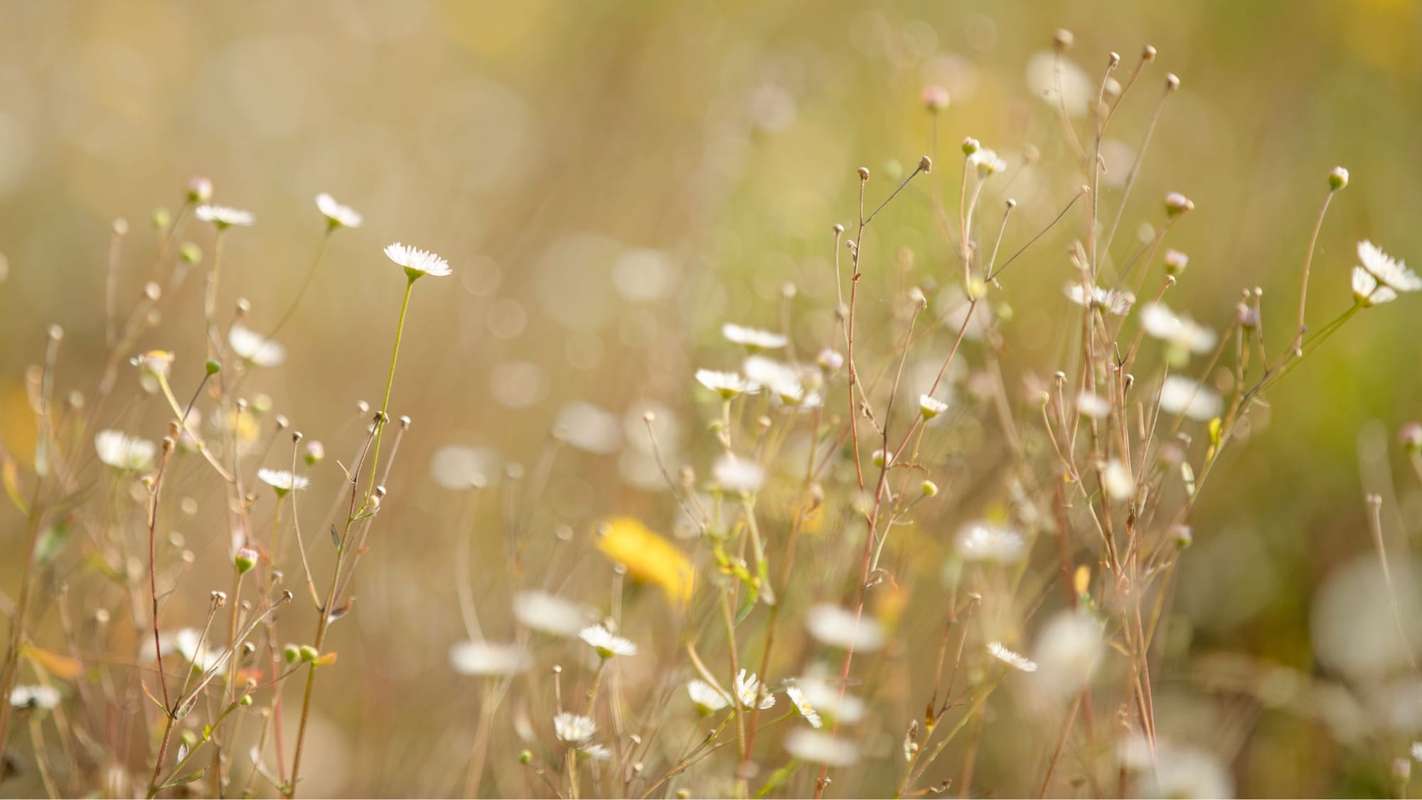 nature - German New Medicine Brain Migraines Headaches - SageSistas