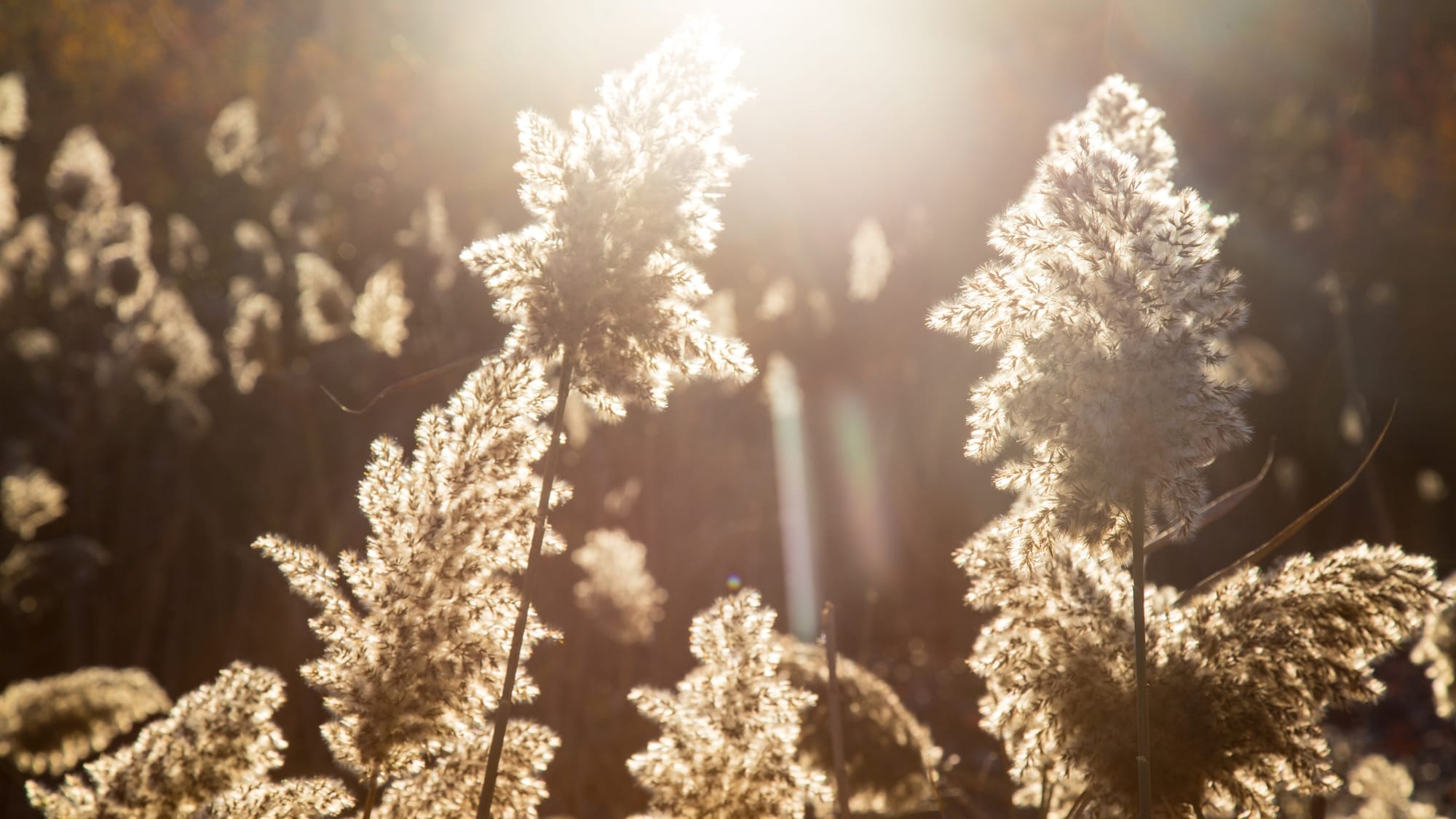 sunlight through pampas grasses - The witch wound - SageSistas