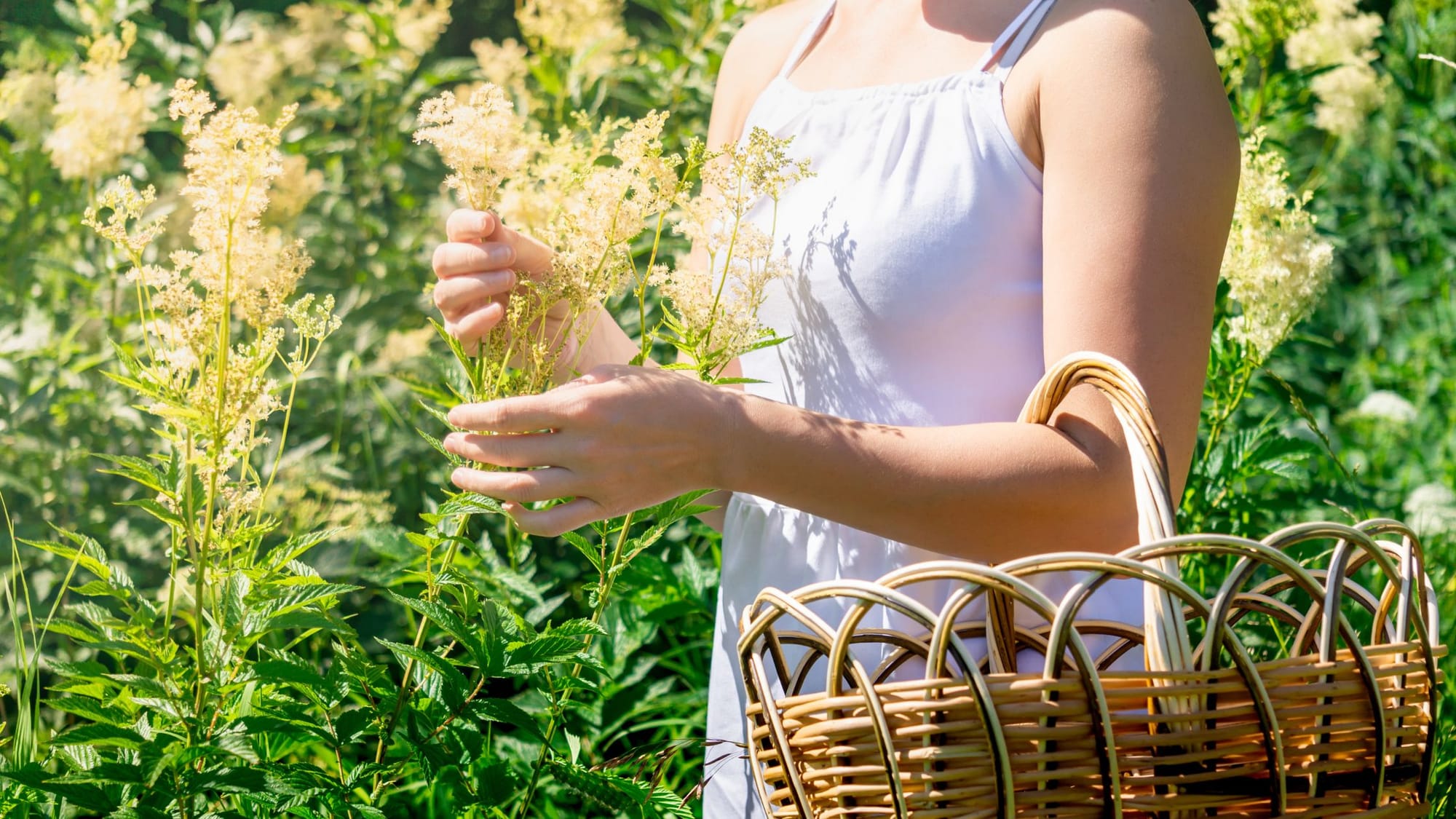 collecting herbs - Introduction To Holistic Herbalism - SageSistas