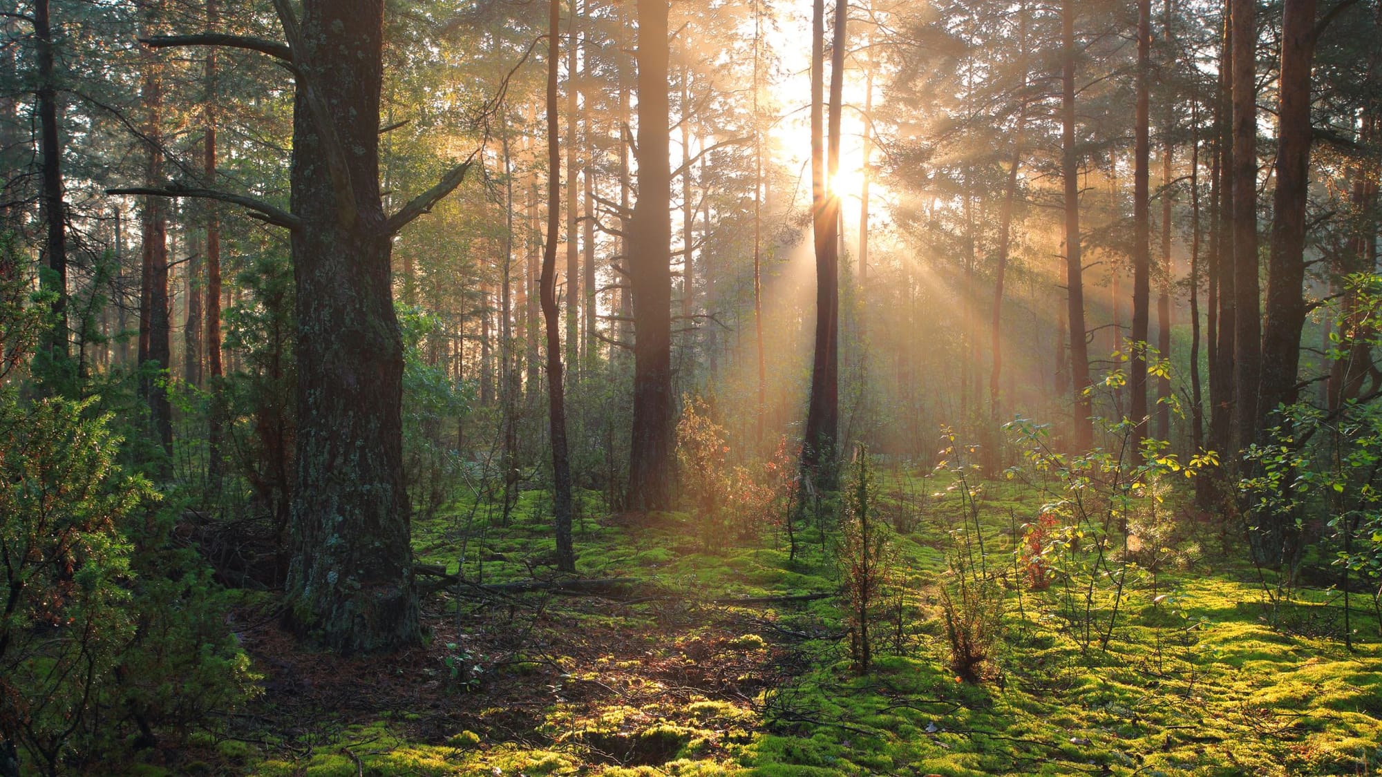 sunlight through trees - Holistic Healing In German New Medicine - SageSistas