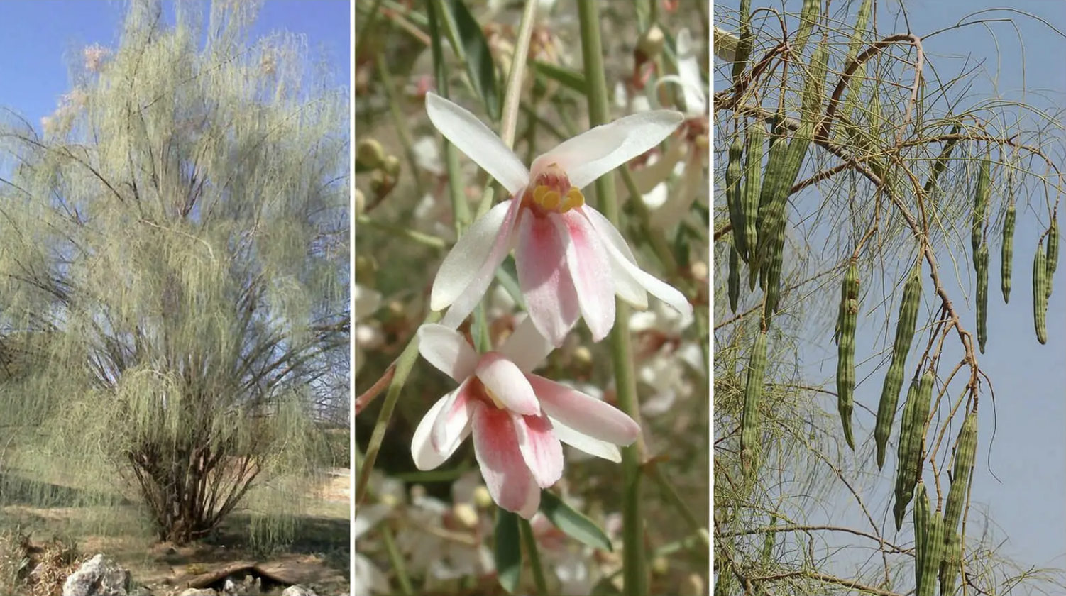 Moringa peregrina