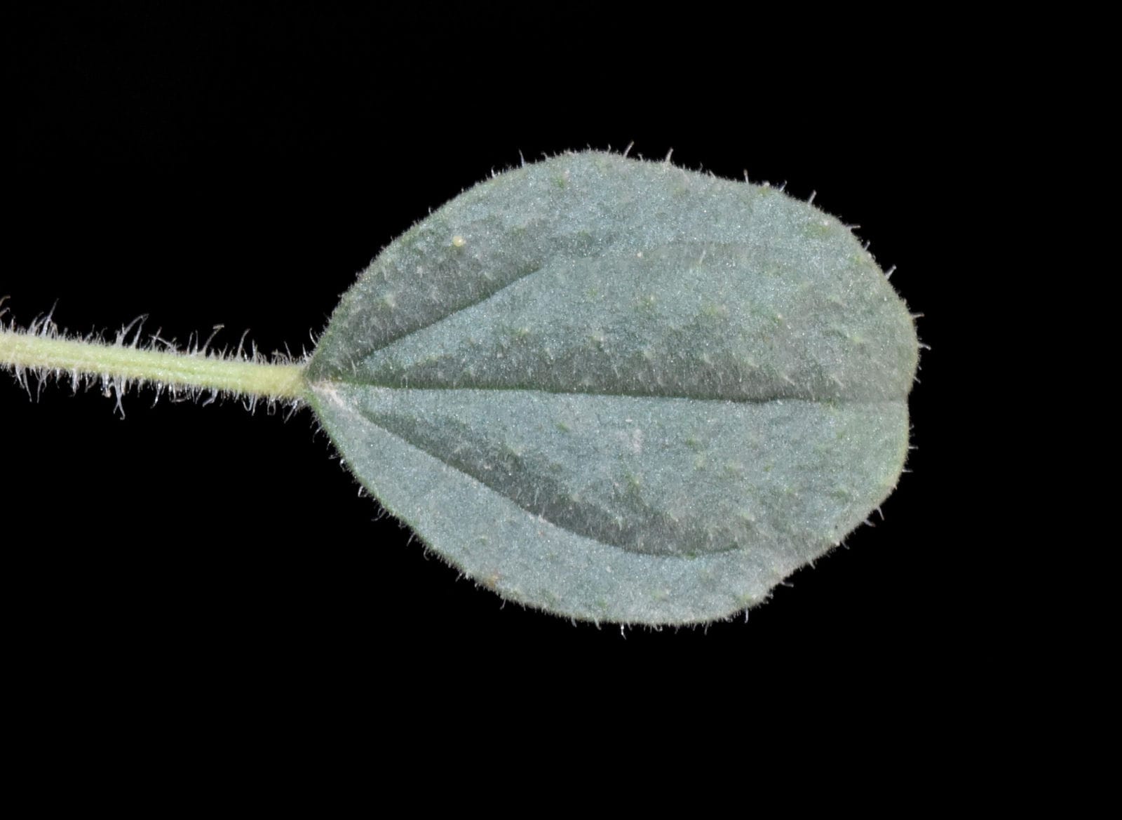 Samwa (Cleome droserifolia)