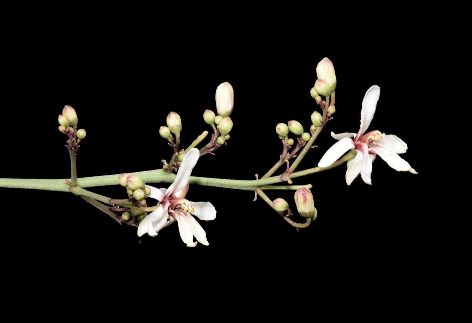 Moringa peregrina