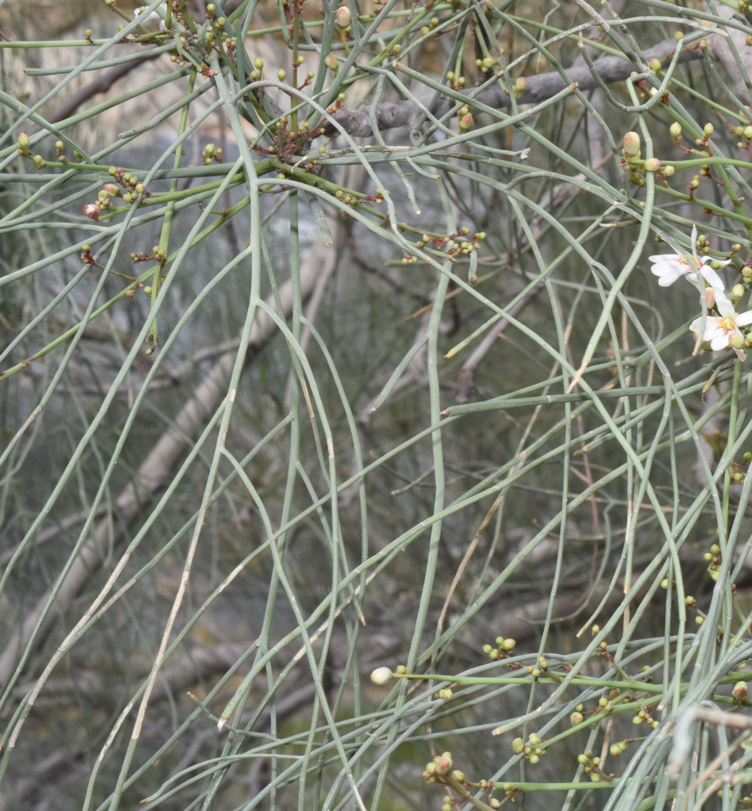 Moringa peregrina