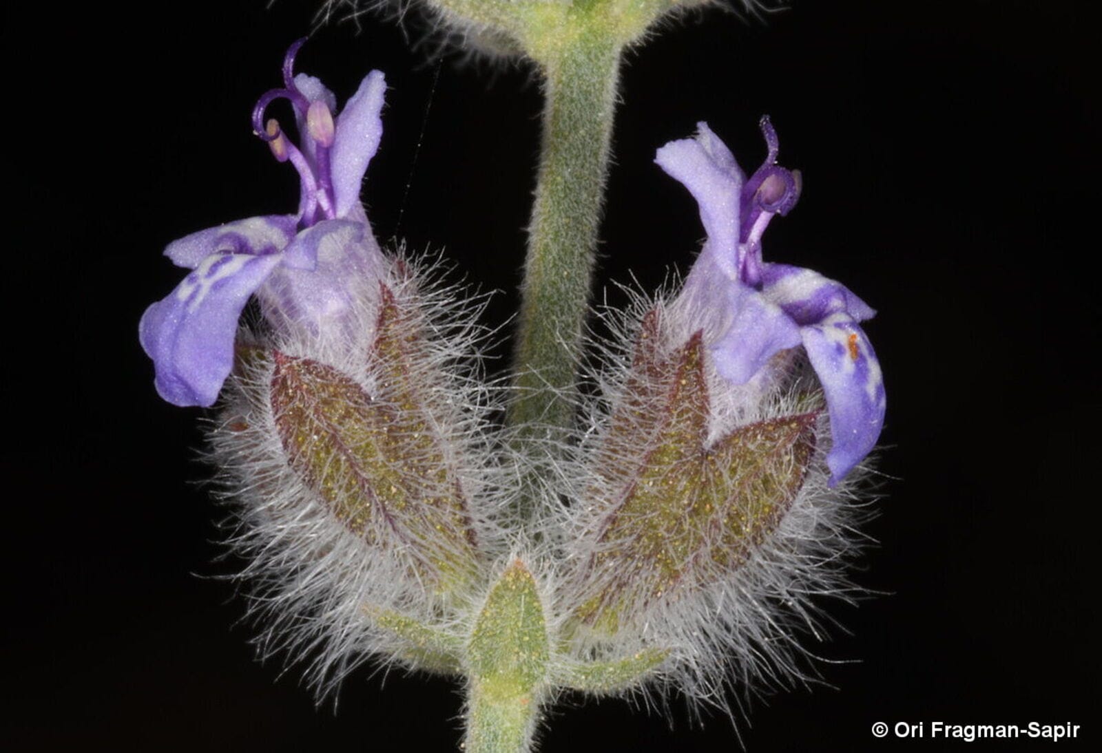 Desert Sage  (Salvia deserti)