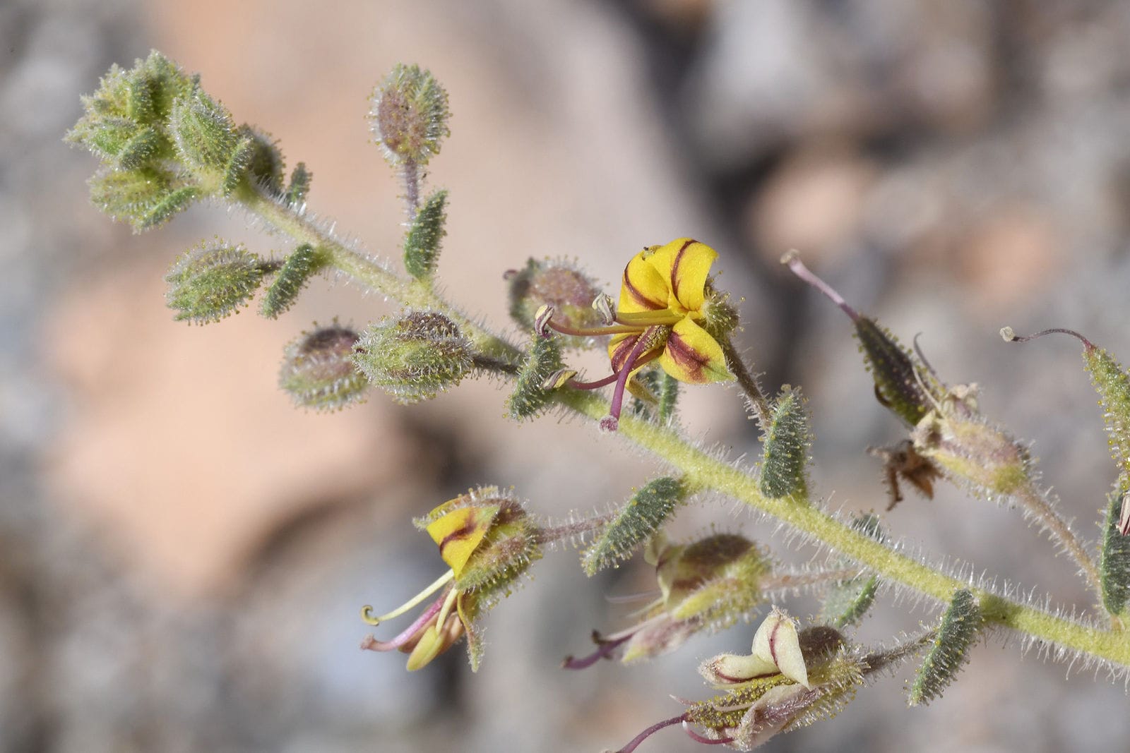 Samwa (Cleome droserifolia)