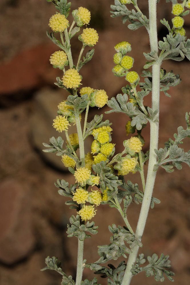 Bu’aytharān (Artemisia judaica)