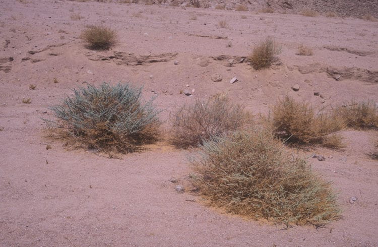 Bu’aytharān (Artemisia judaica)