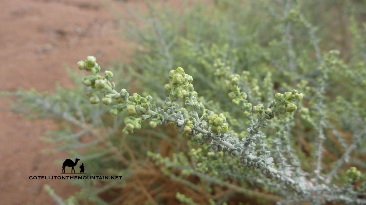 Bu’aytharān (Artemisia judaica)