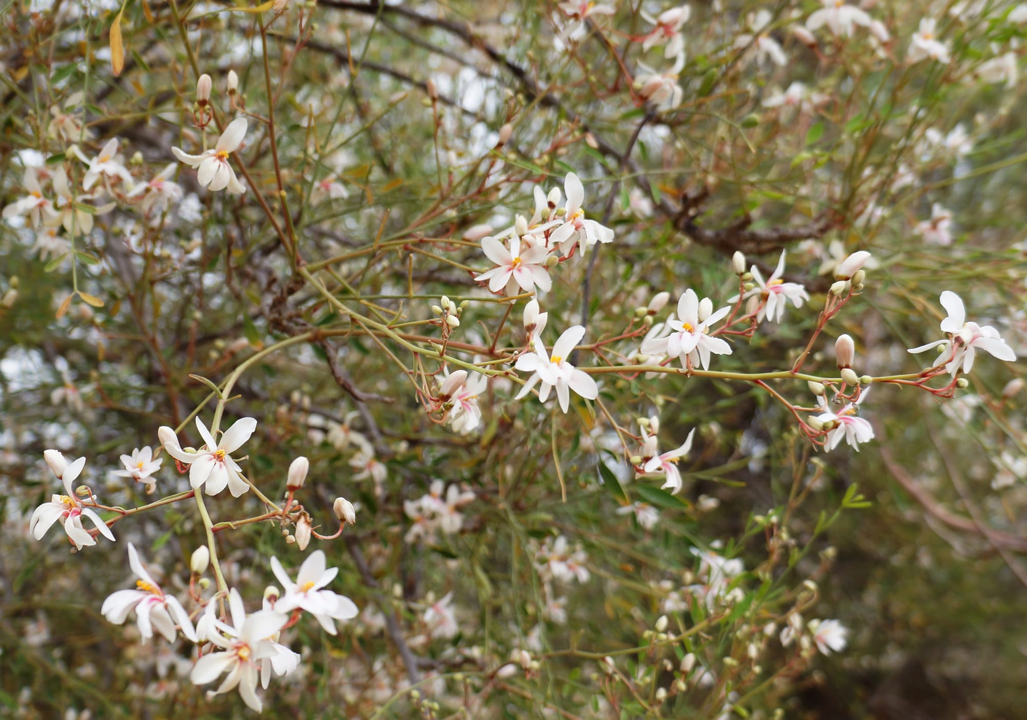 Moringa peregrina