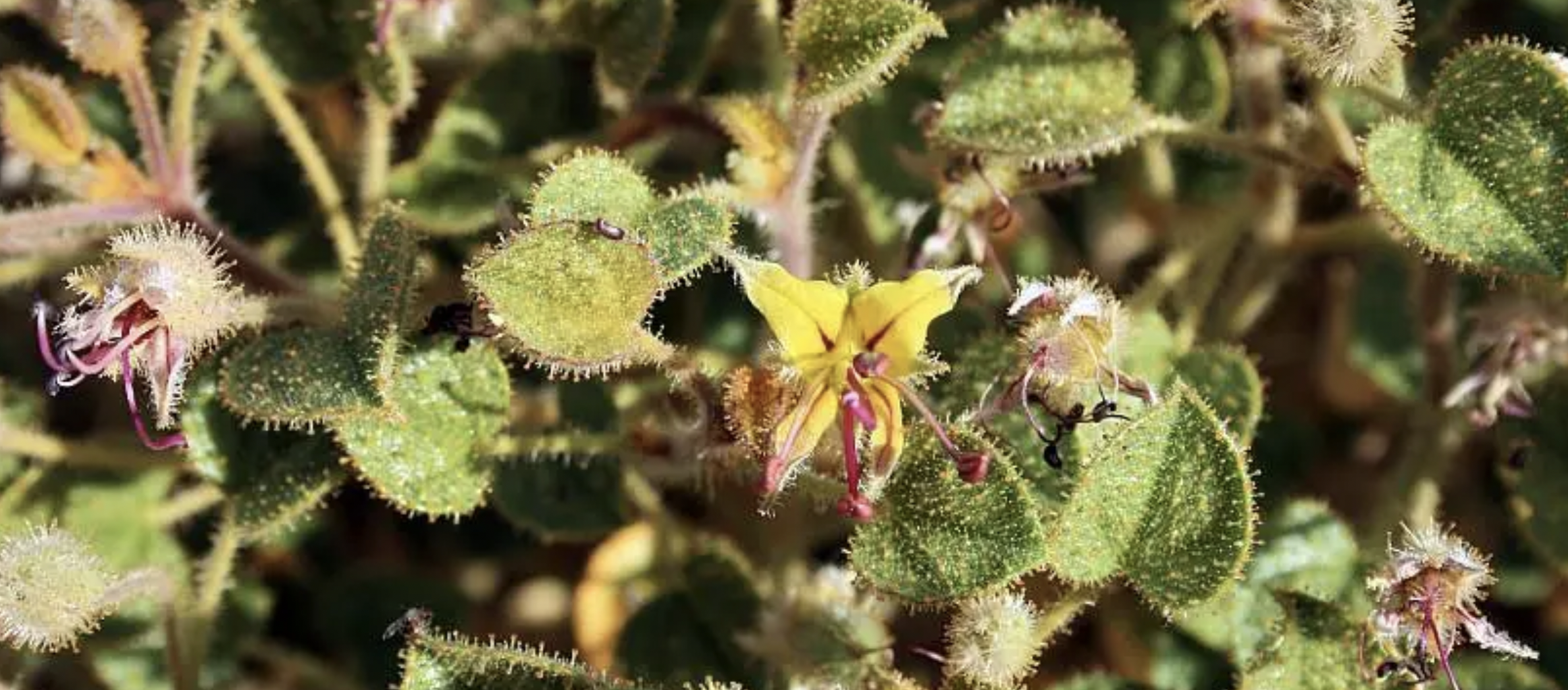 Samwa (Cleome droserifolia)