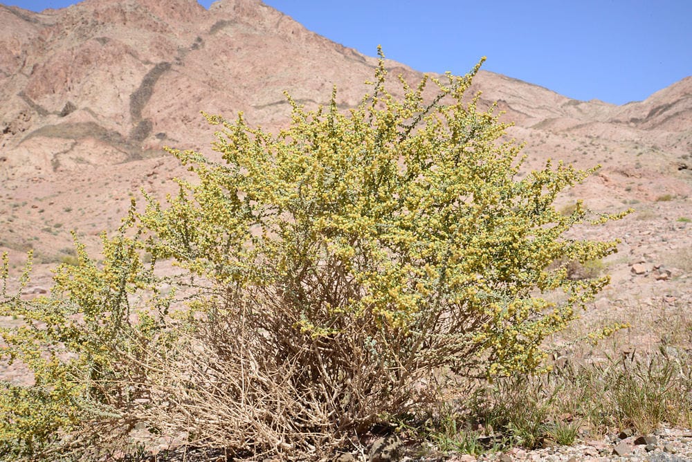 Bu’aytharān (Artemisia judaica)